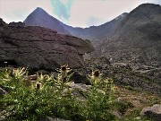 03 Cirsium spinosissimum (Cardo spinosissimo) sul tormentato sentiero in pietraia-macereto per Cima Aga 